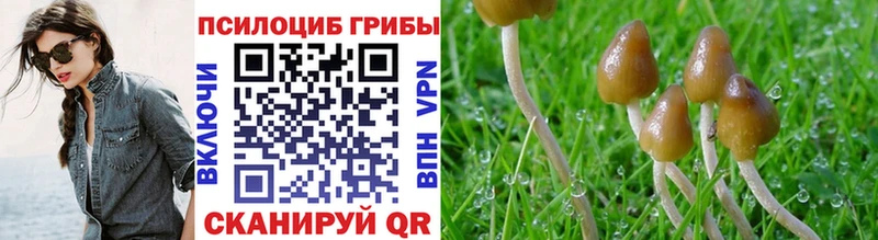 Галлюциногенные грибы Psilocybe купить сайты Менделеевск